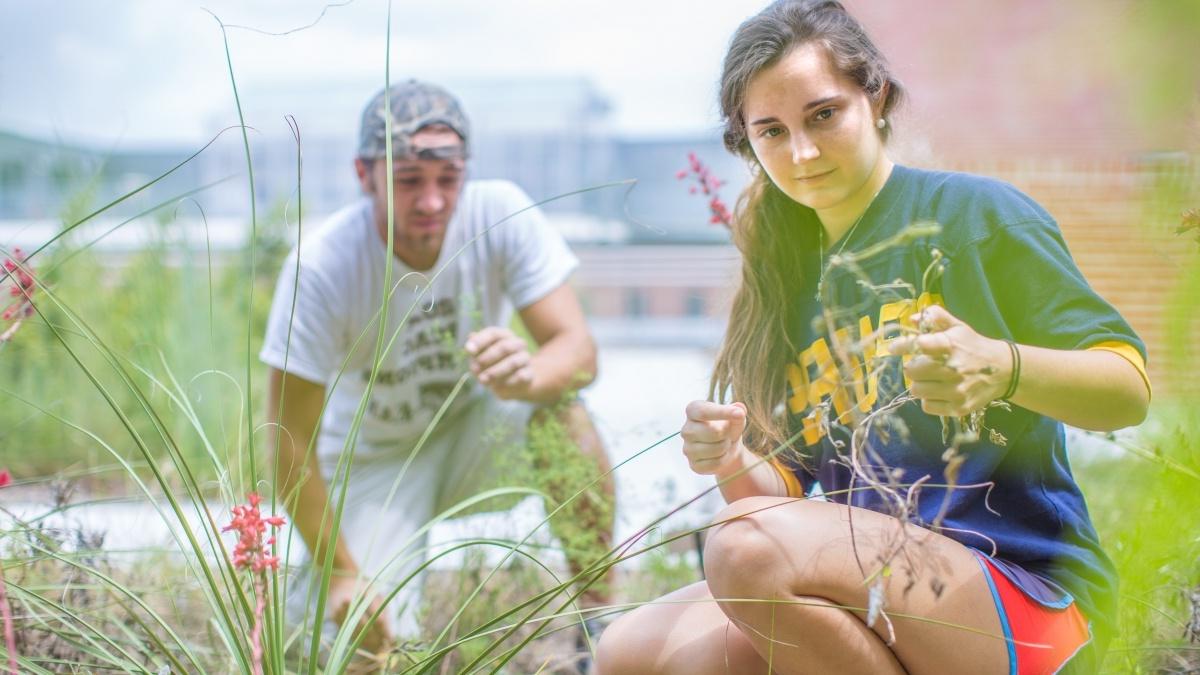 Students picking weeds in a garden